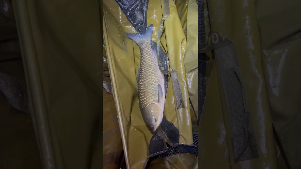 Кубок России 2023! Большая селёдка! смотреть онлайн