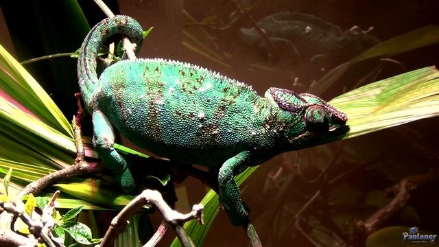 Ленинградский зоопарк. Рептилии (2022) смотреть онлайн