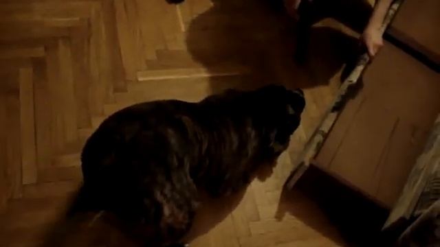 Собака вычёсывание шерсти пылесосом смотреть онлайн