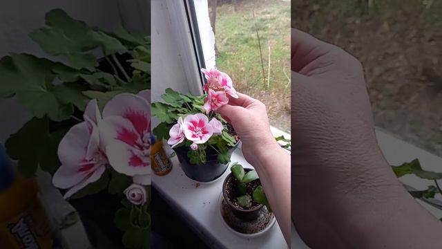 какая красота смотреть онлайн