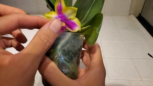Orchid Unboxing: Phalaenopsis LD's Bear Queen From Getzen08 On EBay