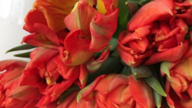 25 оранжевых тюльпанов смотреть онлайн