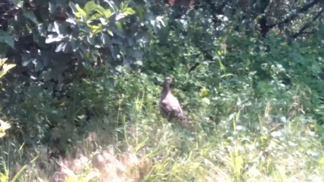 Гости в моём саду, киса стесняшка, попутчик. смотреть онлайн