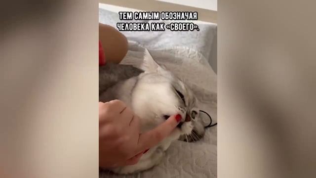 Смешные котики #71.mp4 смотреть онлайн