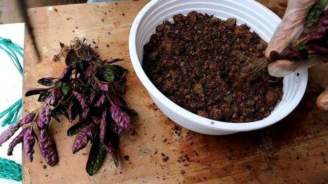 Purple Waffle Plant Propagation And Care| Trendy Hanging Plant| Hemigraphis Exotica