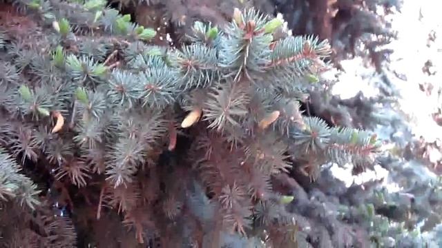 Ель цветет смотреть онлайн