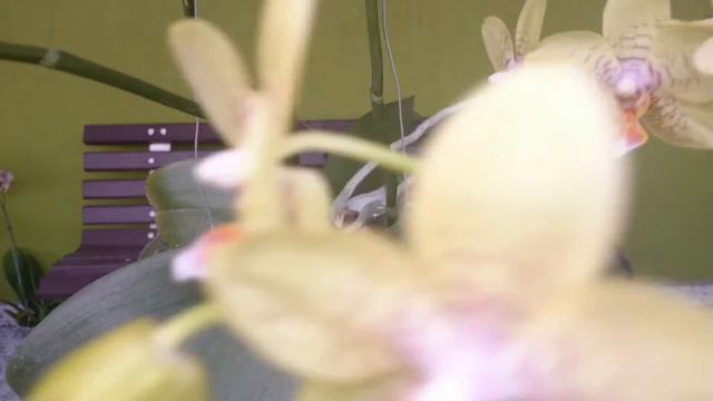 (66) Phalaenopsis смотреть онлайн
