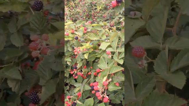 Ежевика Трипл Краун смотреть онлайн