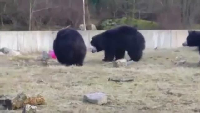 Медведи играют с воздушным шариком смотреть онлайн