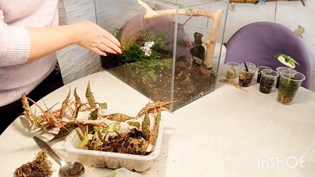 Пересаживаю бегонию "Амфиоксус" из флорариума смотреть онлайн