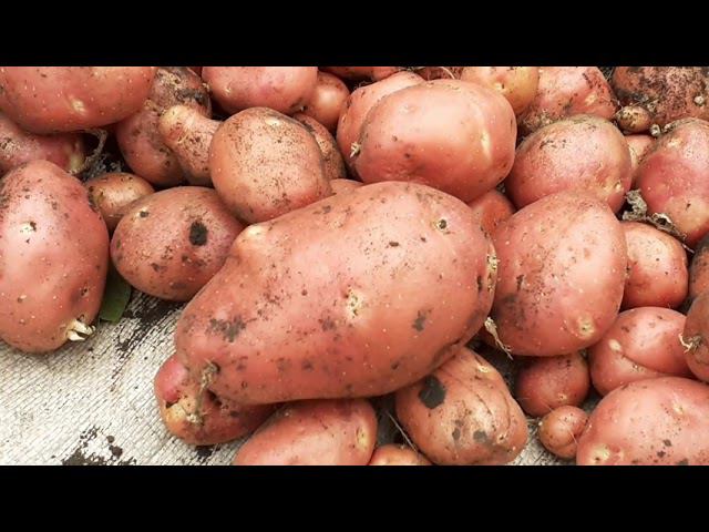 убрали картофель, результат не радует смотреть онлайн
