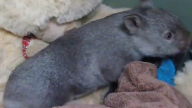 Matari the Orphaned Wombat смотреть онлайн