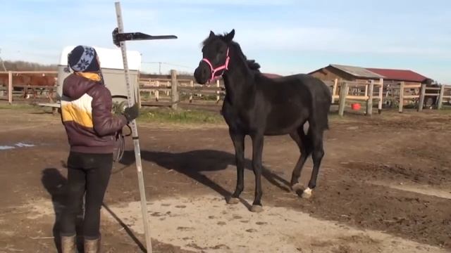 55 Мерная палка Кобылка. Уроки верховой езды. смотреть онлайн
