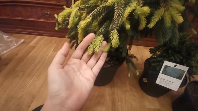 Посылка с хвойными. Ель чёрная 'Aurea', Ель колючая 'Echiniformis', Abies kor. Golden Glow Пихта смотреть онлайн