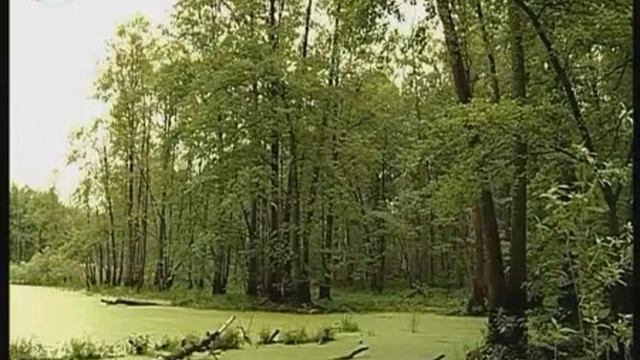 Болото Низинные болота смотреть онлайн