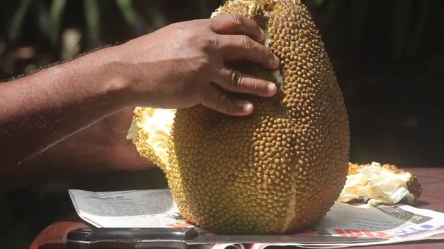 Экзотический фрукт #jackfruit #шриланка ( джакфрукт ) смотреть онлайн