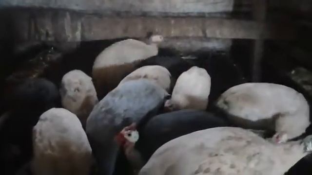 Как кричат цесарки и разговаривают смотреть онлайн