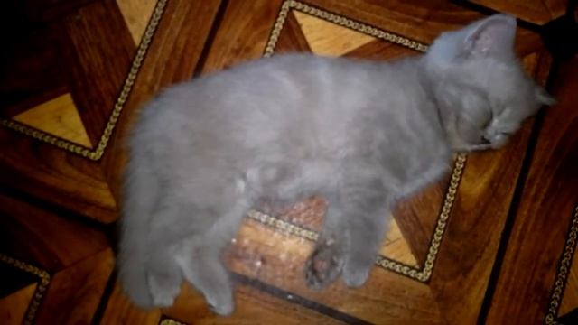 Котенок спит / Kitten sleeping смотреть онлайн