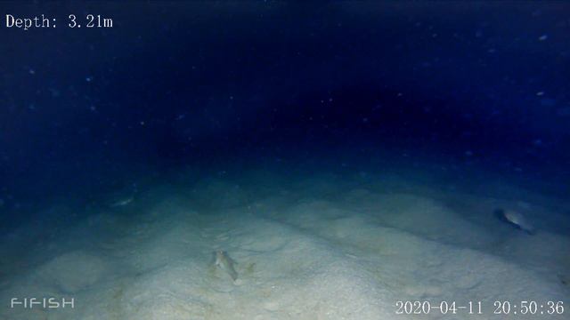 Одесса. Подводные обитатели Чёрного моря(3) смотреть онлайн