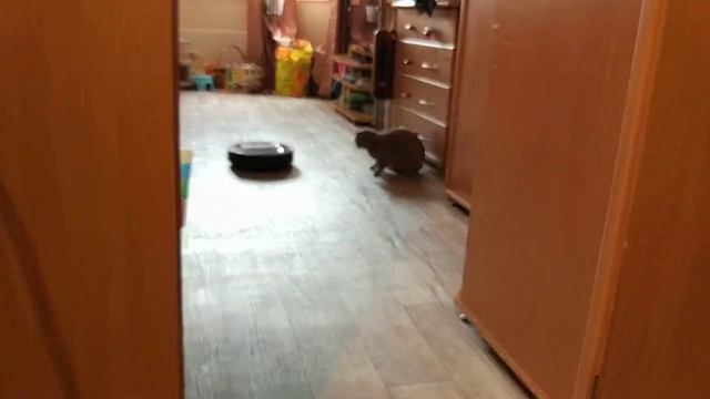 Clever&Clean AQUA-Series 03 и кошка смотреть онлайн