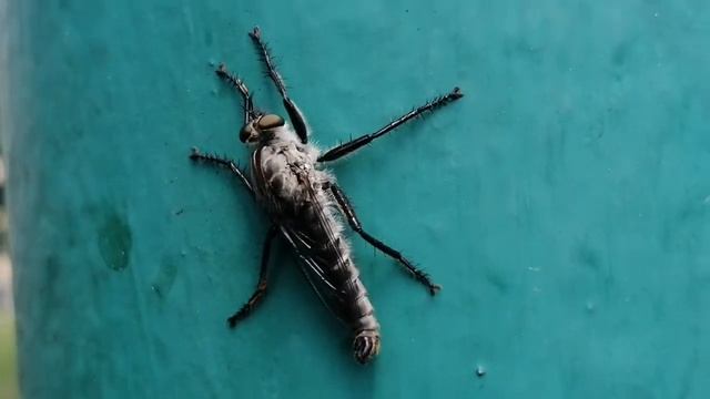 Опаснейшая Муха скорпионница / The most Dengerouse scorpion fly смотреть онлайн