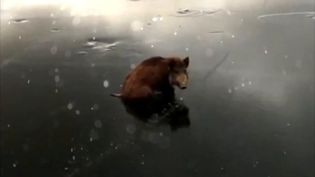 ЗАМЁРЗШИЕ ВО ЛЬДАХ ЖИВОТНЫЕ ! смотреть онлайн