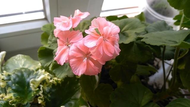 МОИ ЦВЕТЫ ГЕРАНЬ смотреть онлайн