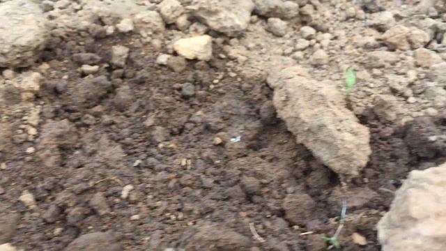 Бабочка Голубянка лесная или Полуаргус. смотреть онлайн