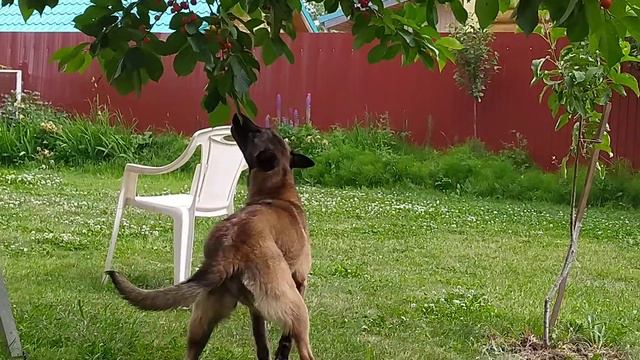 Малинуа. Плодоядная собака. смотреть онлайн