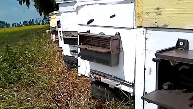 Сбор пыльцы. Кочевка 2018 смотреть онлайн