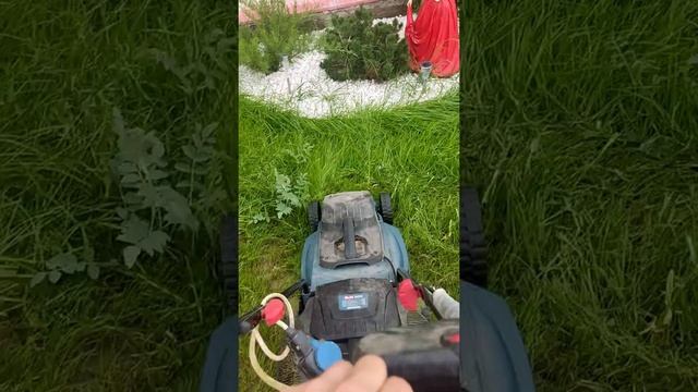 Стрижка газона Газонокосилкой! До и После #газонокосилка #газон #огород #работа смотреть онлайн