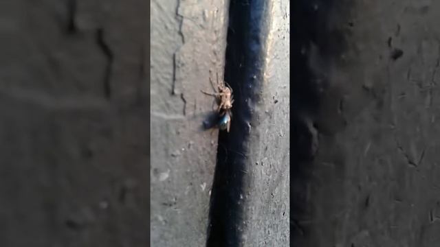 ПАУК ЕСТ МУХУ. смотреть онлайн