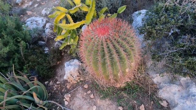 Парк Кактусов Айя Напа. Тут можно погулять и посмотреть вечером в Айя Напа вместе с Парком скульпту смотреть онлайн