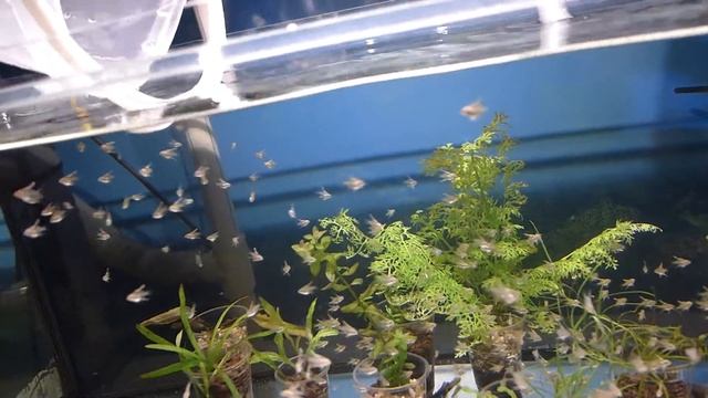 Малёк скалярия Голубой ангел, из яселек в садик. смотреть онлайн