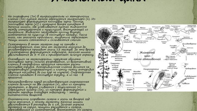 отдел Голосеменные