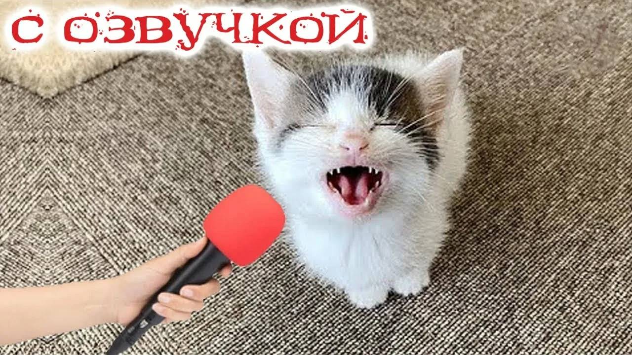 ПРИКОЛЫ С КОТАМИ - С ОЗВУЧКОЙ - Самые Смешные Животные - Смешное видео с котами! смотреть онлайн