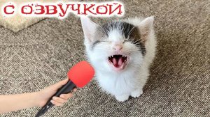 ПРИКОЛЫ С КОТАМИ - С ОЗВУЧКОЙ - Самые Смешные Животные - Смешное видео с котами!