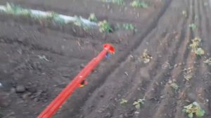 Обработка арбуза от грибка