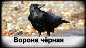 Животные на букву В (1)