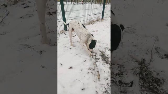 Питбуль или Стафф? pitbull and staff смотреть онлайн