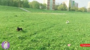 Может это любовь? ? Новое знакомство? Прогулка ЛОКИ БОБО