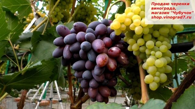 Виноград ТОРНАДО - новая форма Калугина с крупными гроздями и ягодами, приятного вкуса, устойчивост смотреть онлайн