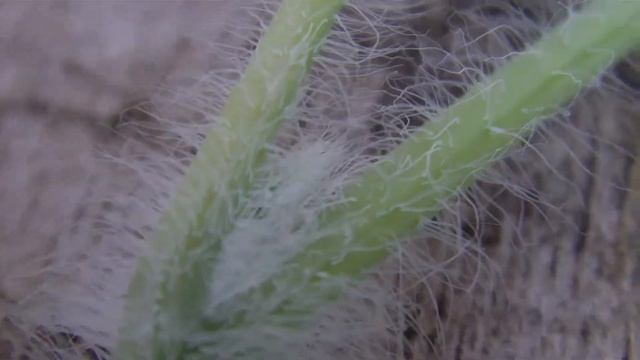 ТЕСТ СЪЕМКИ ВИДЕОКАМЕРЫ Toshiba Camileo P30 смотреть онлайн