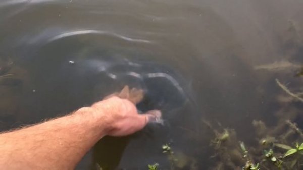 Catfish Like to be Petted!