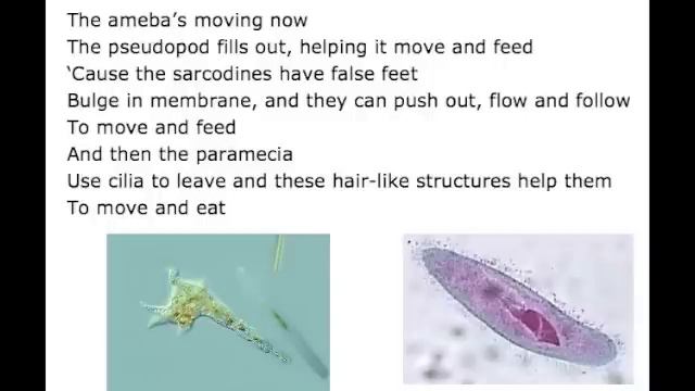 Protozoan Song смотреть онлайн