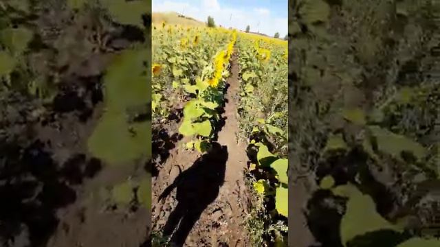 природа. подсолнухам спустились. фото сделали. смотреть онлайн