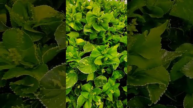 Acalypha plant@NeelkamalNurseryJpr Jaipur смотреть онлайн