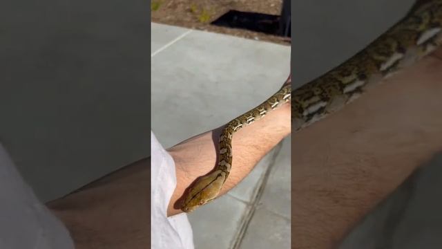 ￼ ? Absolutely sunning Dwarf Reticulated ￼Python ? #wideawakemorphs смотреть онлайн