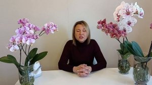 Почему сохнут корни у орхидеи без грунта. Перекись водорода для орхидей.