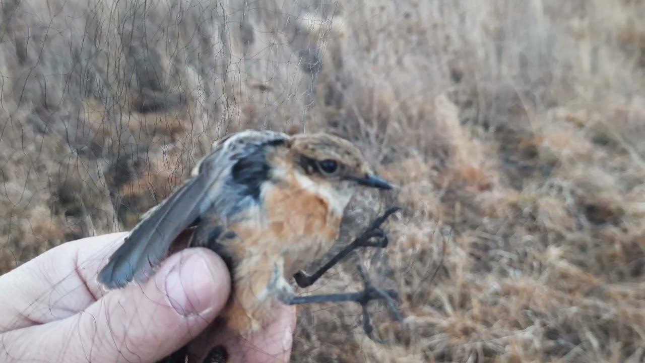 Ловля певчих птиц 23 октября 2021 год смотреть онлайн